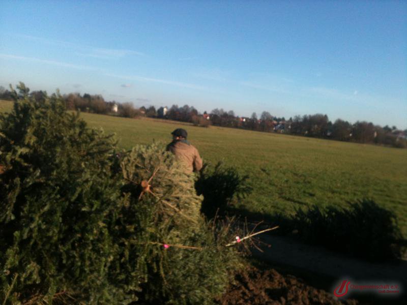 Weihnachtsbaumverbrennung
